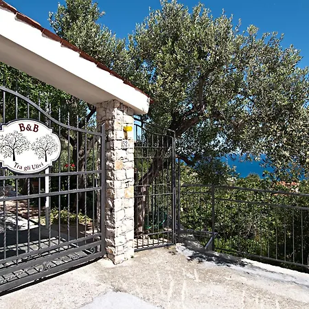 Tra Gli Ulivi Bed & Breakfast